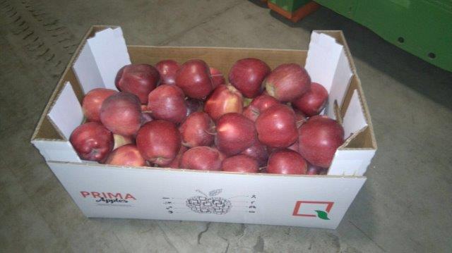 Prima 2000 manzanas, peras, ciruelas, exportación de frutas, hortalizas 15