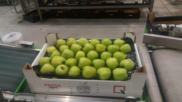 Prima 2000 manzanas, peras, ciruelas, exportación de frutas, hortalizas 16