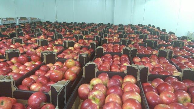 Prima 2000 manzanas, peras, ciruelas, exportación de frutas, hortalizas 10