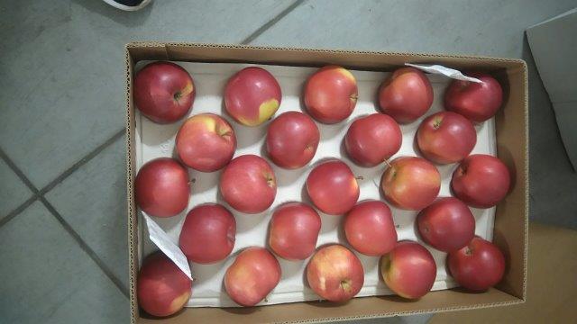 Prima 2000 manzanas, peras, ciruelas, exportación de frutas, hortalizas 11
