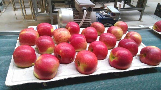 Prima 2000 manzanas, peras, ciruelas, exportación de frutas, hortalizas 06