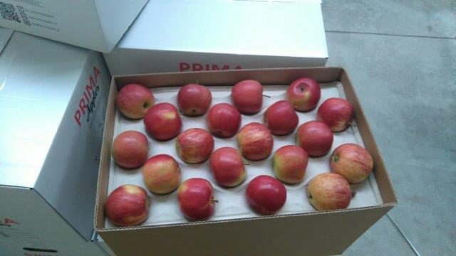 Prima 2000 manzanas, peras, ciruelas, exportación de frutas, hortalizas 07