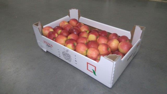 Prima 2000 manzanas, peras, ciruelas, exportación de frutas, hortalizas 08