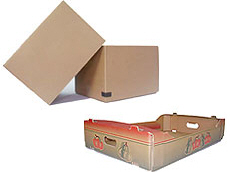 Prima 2000 manzanas, peras, ciruelas, exportación de frutas, hortalizas 15