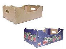 Prima 2000 manzanas, peras, ciruelas, exportación de frutas, hortalizas 16