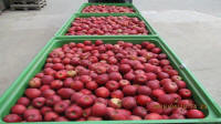 Prima 2000 manzanas, peras, ciruelas, exportación de frutas, hortalizas 01